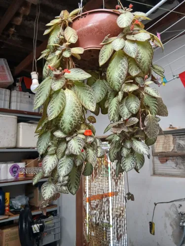 Planta tapete de rainha ?