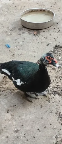 Pato