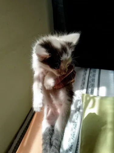 Gatinho filhote para adoção