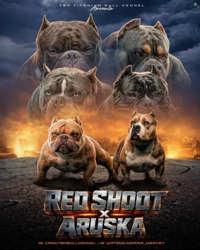 Filhote American bully