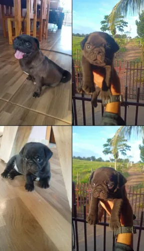 Filhotes macho da raça Pug 