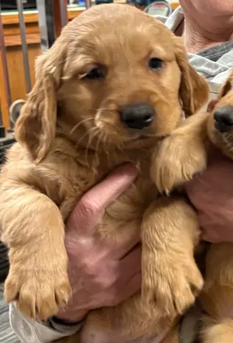 Filhotes de Golden Retriever | Escolha seu preferido!