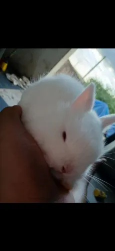 Mini coelho 