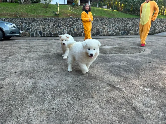 Husky Fêmea