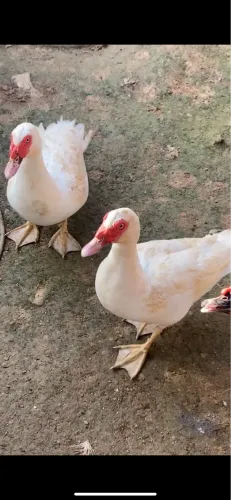 Patos brancos 