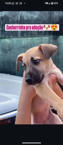 Cadela para adoção, tem em média 40 dias de vida