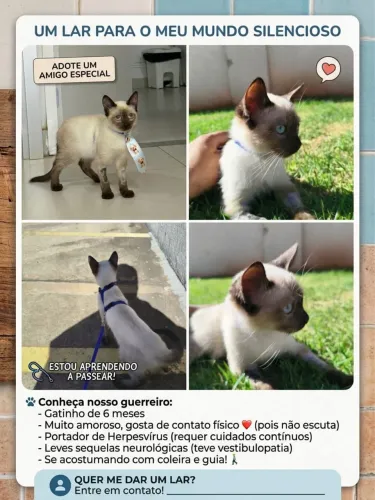 Gatinho para adoção 