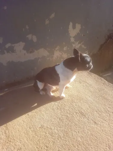 Bulldog francês 3 anos 