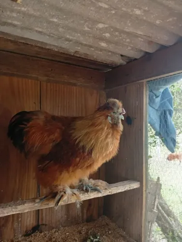 Galo sedoso Japão e Angolista macho.