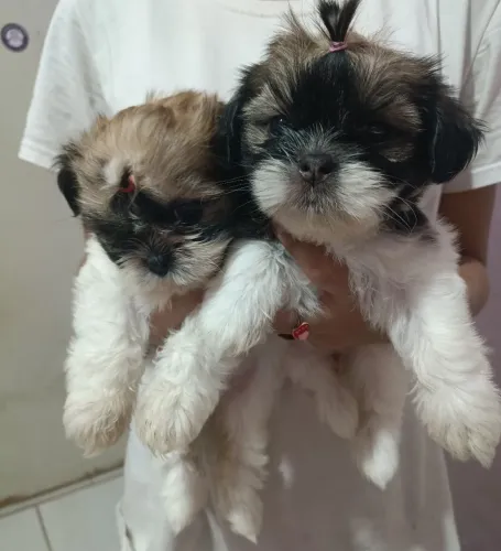 Vendo duas filhotes de Shitzu pura 