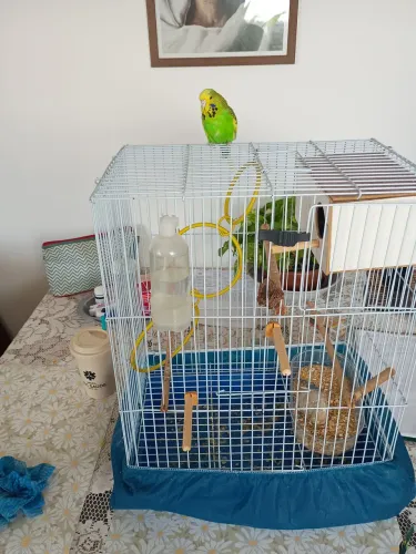 Gaiola completa.