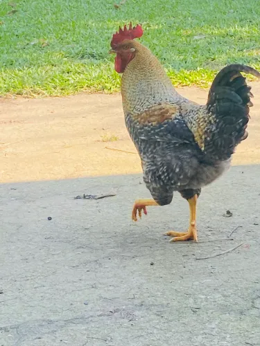 Galo carijo