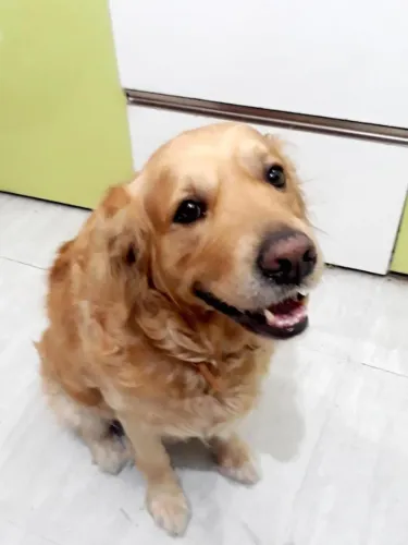 Doação Responsável Golden Retriever