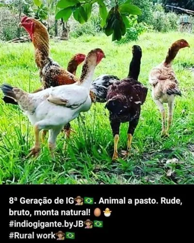 Ovos índio gigante.byJB R$ 250,00 dúzia