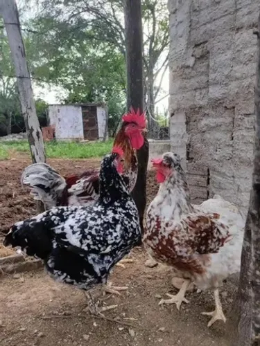 Ovos férteis de GSB - Galinha Sertaneja Balão