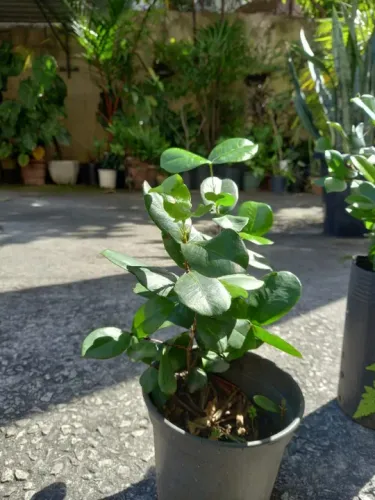 Muda de Grumixama Anã ( Eugenia itaguahiensis )