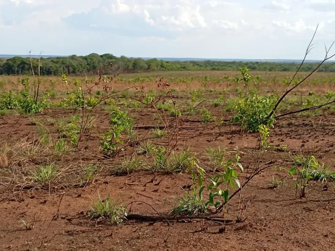 Fazenda de arrendamento 5 mil hect. Em Santiago do norte MT. Valor combinar 