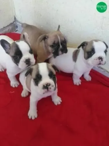Bulldog , francês , gordinhos , já na ração 