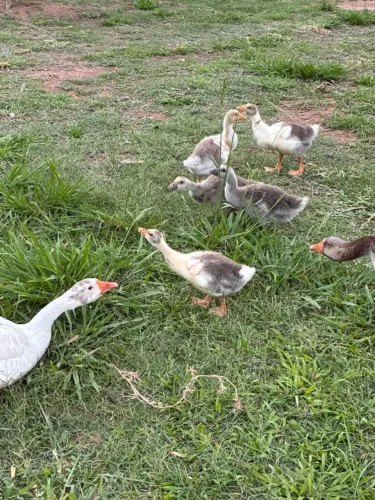 Filhotes de ganso sinaleiro