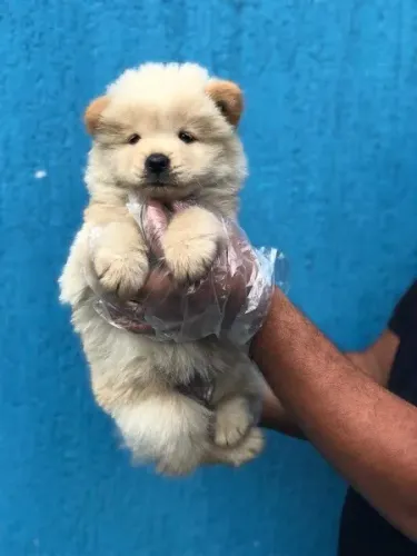 Chow-chow creme/laranja/preto, temos 7 clinicas para qualquer tipo de atendimento gratuito