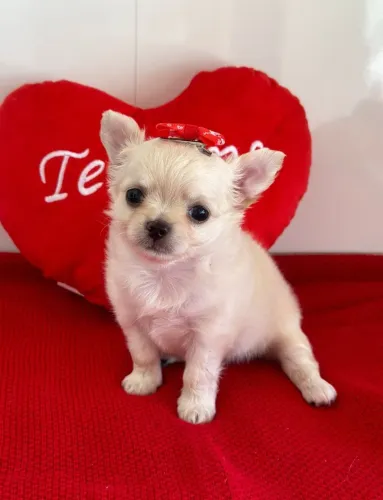 Chihuahua. Linda mocinha de pelagem longa crene com pedigree CBKC 