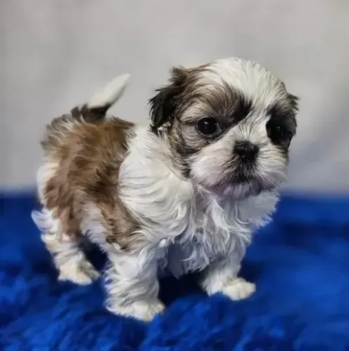 Filhotes de Shih-Tzu Mini com Suporte Completo
