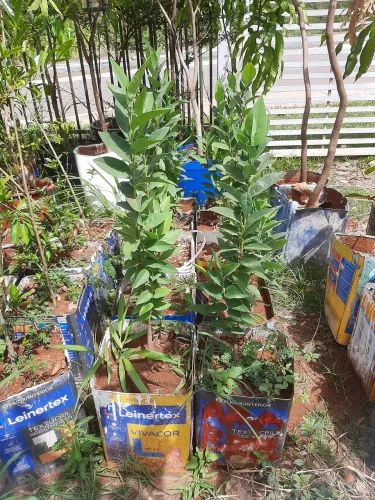Mudas de araça do brejo