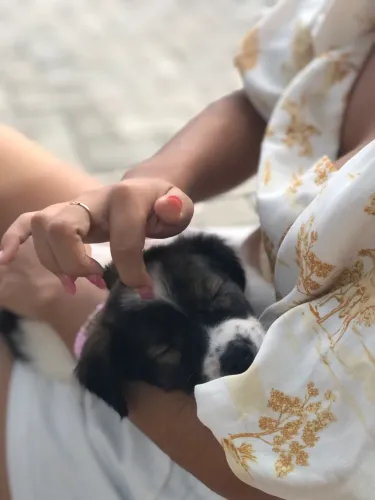 cachorro 