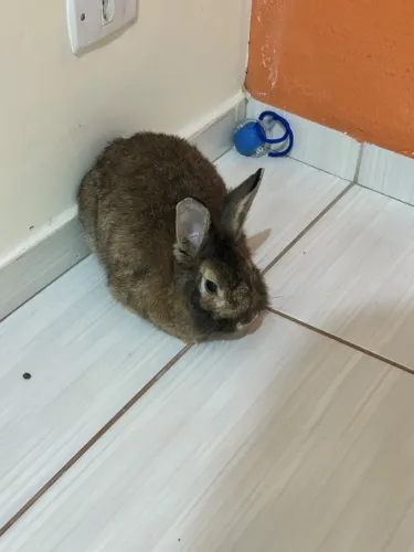 Doação coelho macho. londrina/IBIPORÃ