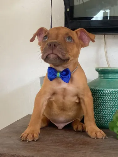Filhotes de American bully excelente padrão 