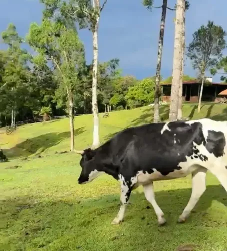Vendo novilha holandês.