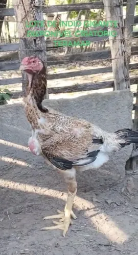 ÍNDIO GIGANTE