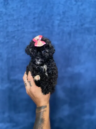 POODLE TOY FEMEA