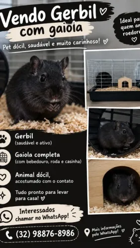Gerbil