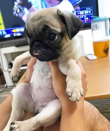 Pug Um filhote que faz qualquer presente ser único