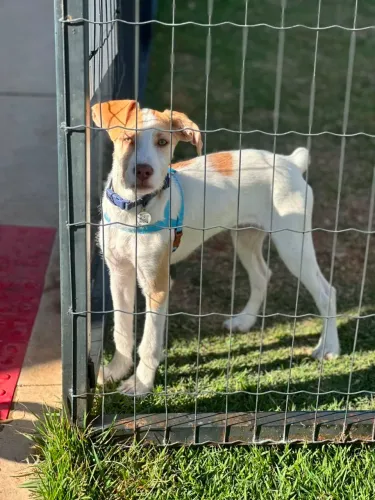 Doando esse lindo cachorro