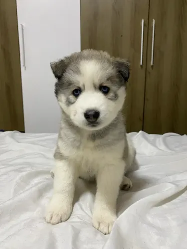 Huscky siberiano 