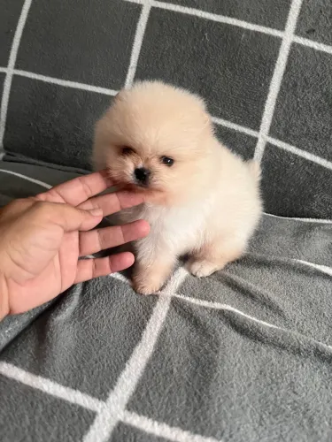 Spitz macho