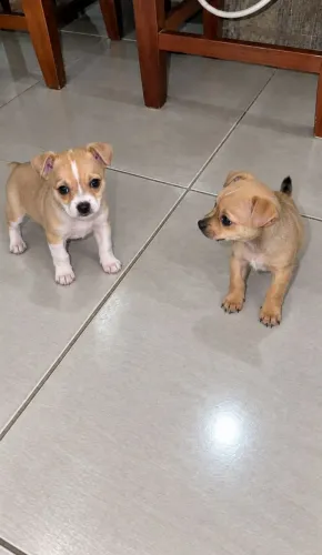Pinscher