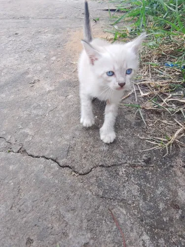 Gato pra doação