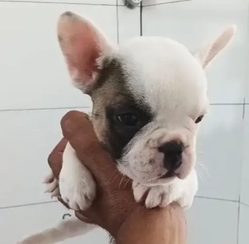 Bulldog frances encantadores