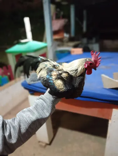 Galo pequeno 