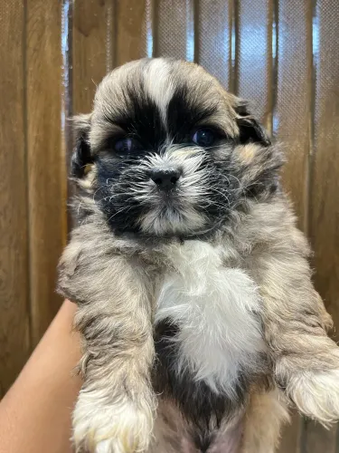 Cachorros Shi Tzu