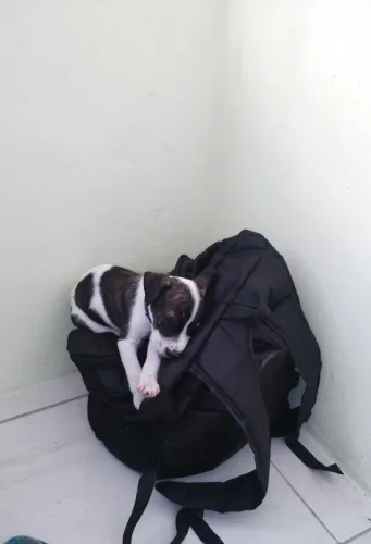 Doando cachorro filhote