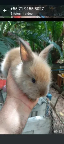 Coelho da Raça Lion Filhote