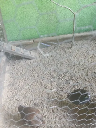 TROCO 2 MACHO DE CODORNA CHINESA POR FÊMEAS 