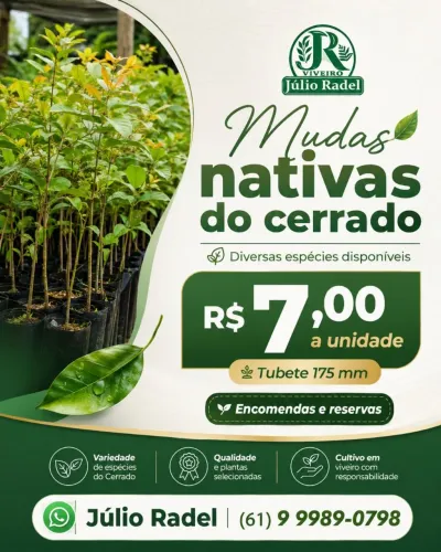 Mudas de Eucalipto, Sansão do Campo, Limão Bravo, Nativas do Cerrado.