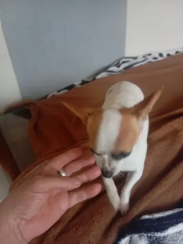 Cachorrinha chihuahua