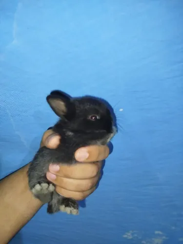mini coelho