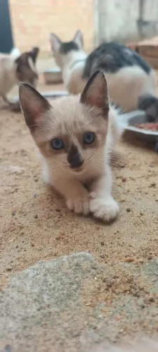 Gatinhos para adoção, filhotes lindos 